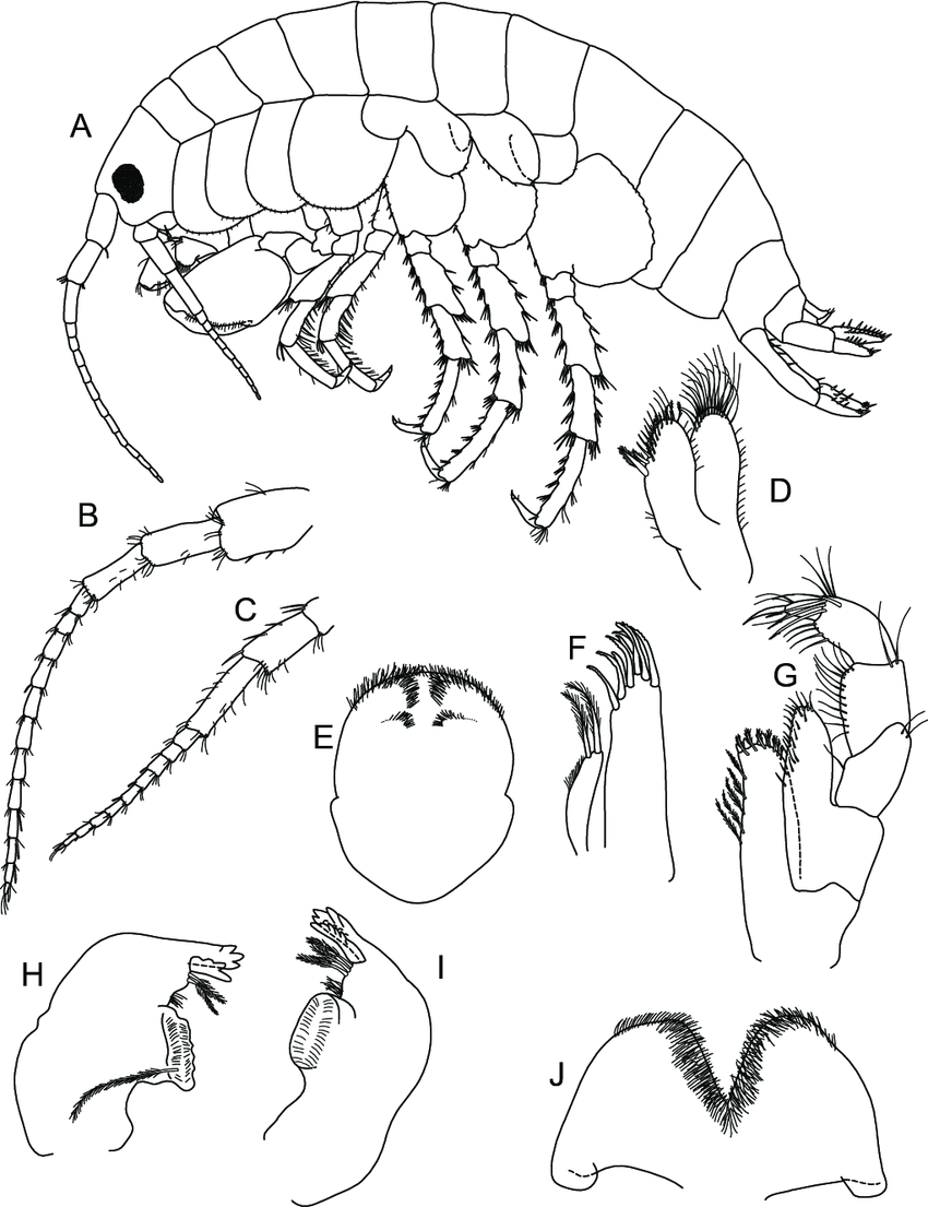 austrochiltonia subtenuis